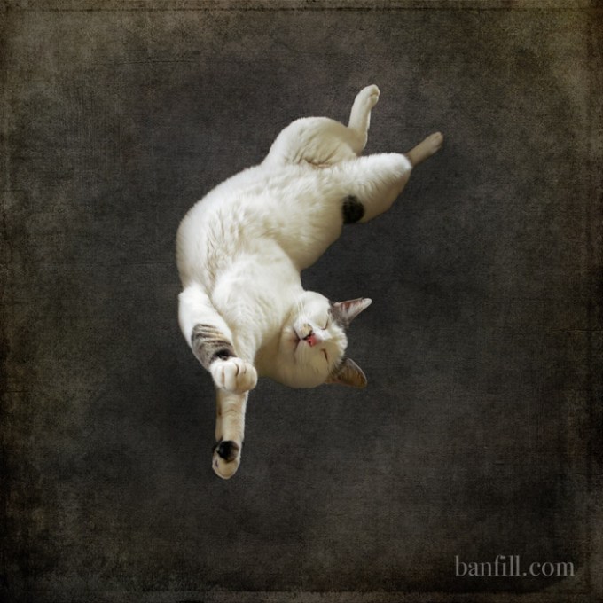 DreamingOfTintoretto-700wm